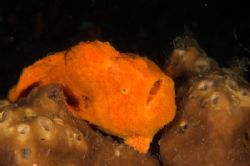 Taking it easy in Lembeh..... Orange frogfish resting. by Simon Pickering 
